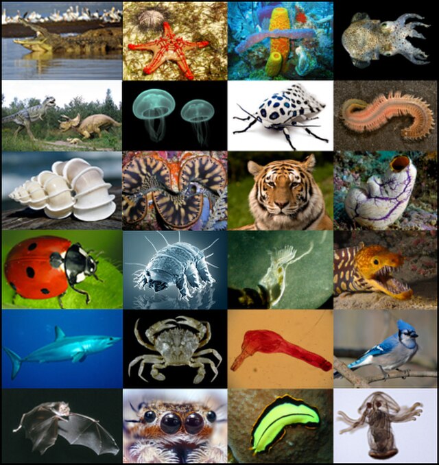 Illustration des grandes catégories d'animaux