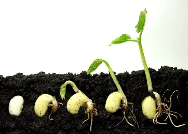 Expérience de germination d'une graine